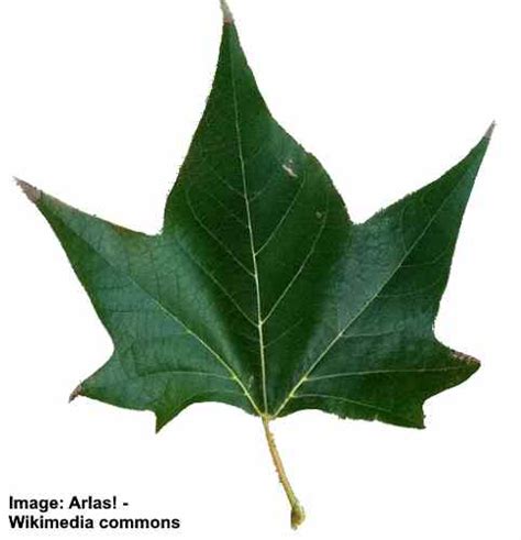 Sycamore Trees Leaves Bark Types Identification Guide Pictures