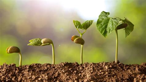 Por Qué Casi Todas Las Plantas Son Verdes El Secreto De La Fotosíntesis