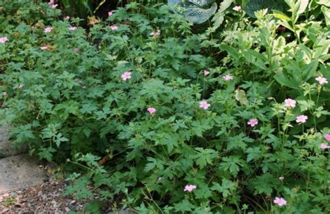 Geranium Plant Information