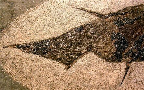 Acanthodian Fossil Fish Ischnacanthus gracilis