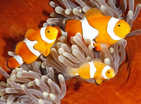 Clown Anemonefish Solomon Islands Jigsaw Puzzle In Under The Sea