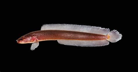 Kerala Snakehead Gollum Fish A Living Fossil From Gondwanan Times