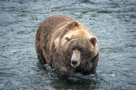 Alaskas Fat Bear Week Is Here Will Otis Eat The Competition