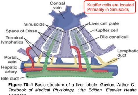 Gallbladder Function and Bile Production (Choudhury) Flashcards | Quizlet