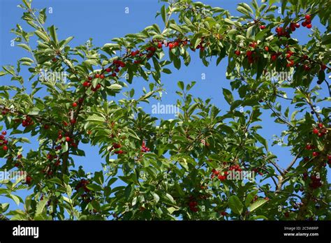 Prunus Cerasus Tree With Ripe Cherries And Many Flying Insects Stock