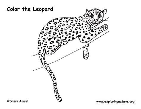 Clouded Leopard Coloring Page Clip Art Library