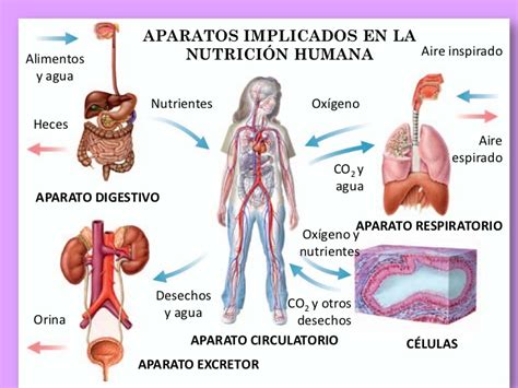 Iesmibiogeoeso Tema Aparatos Para La Funci N De Nutrici N