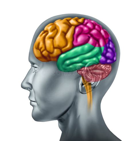 Human Brain Left And Right Functions Stock Illustration Illustration Of Human Brain 22549476