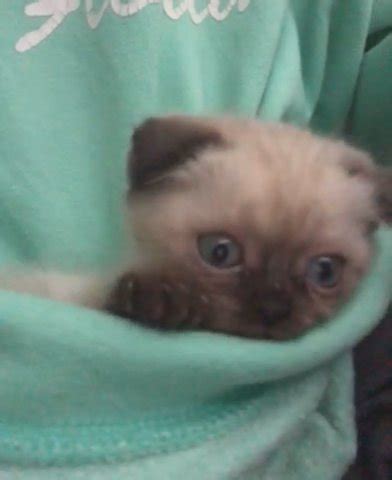 Scottish Fold and Siamese Mixed in Dubai for sale - Camlist UAE