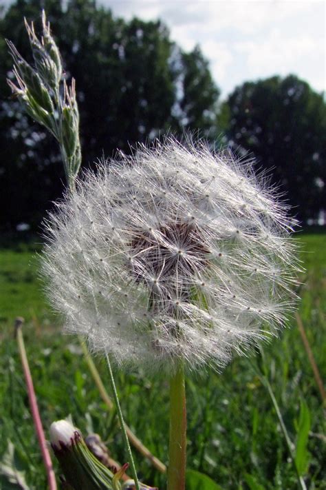 Free Images Nature Lawn Meadow Dandelion Leaf Flower Frost