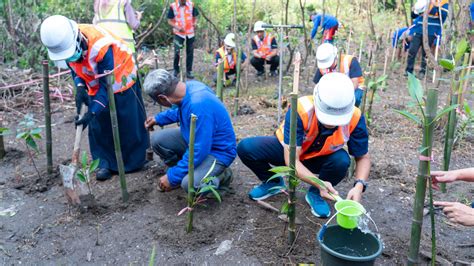 PULIHKAN EKOSISTEM LAUT TPS PANEN 10 RIBU BIBIT MANGROVE Metro Times