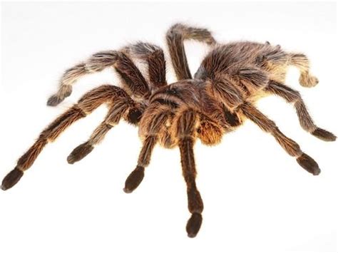 Rose Hair Tarantula for Sale | Reptiles for Sale | Rose hair tarantula ...
