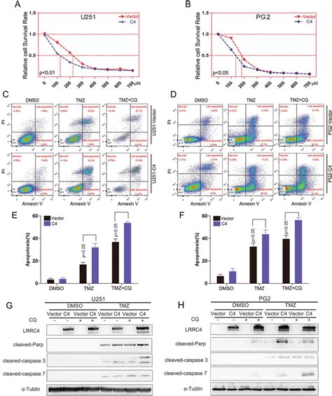 Lrrc4 Restores Gbm Cell Sensitivity To Tmz A B U251 Cells Left And