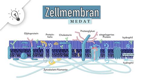 Zellmembran Biomembran Aufbau Funktion Medat Biologie Youtube