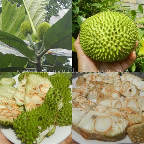 kamansi picture canned coconut milk healthy vegetables grated coconut