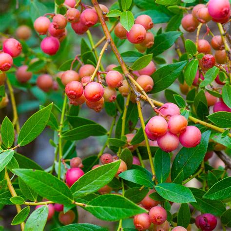 Pink Lemonade Blueberry Bushes For Sale