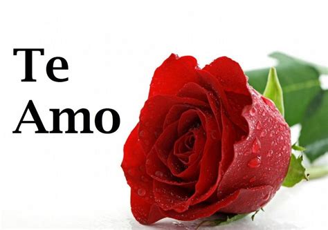 Imagenes Con Rosas Y Frases De Amor Imagenes De Amor