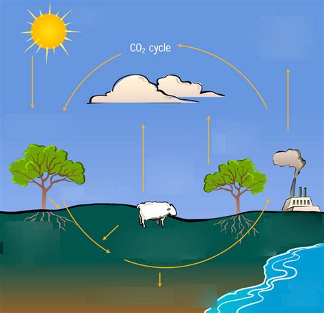 Apes Carbon Cycle Diagram Quizlet