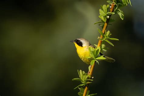 Common Yellowthroat Tony Spane Flickr