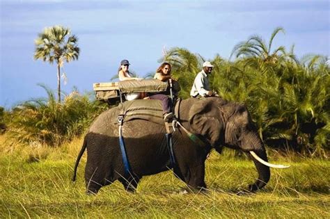 Elephant Back Safari in Victoria Falls | Tamuka Travel