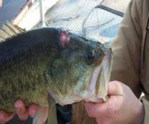 Largemouth Bass Virus Invasive Species Program Nebraska