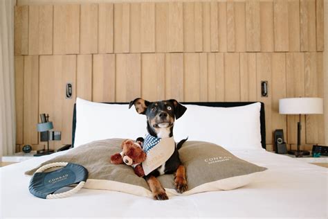 These Are the Best Pet-Friendly Hotels in the West with Amazing ...