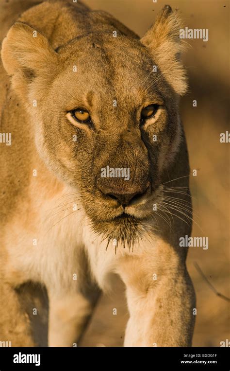 A Lioness Portrait Stock Photo Alamy