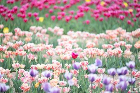 Tulip Field Photography – Taku Kumabe Photography and Design