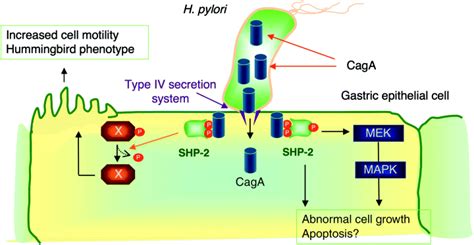 La Interacci N F Sica Y Funcional Entre El H Pylori Caga Y Shp Caga