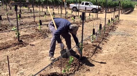 Plantando Uva Doovi