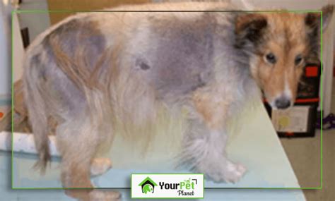 Cushings Disease In Dogs Causes Symptoms And Treatment