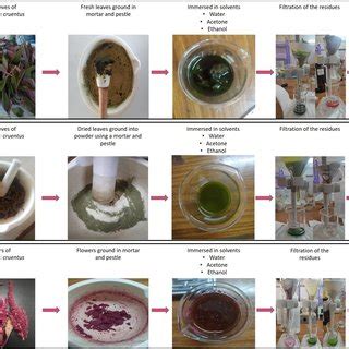 Extraction Of Dyes From A Fresh Leaves B Dried Leaves And C Flowers