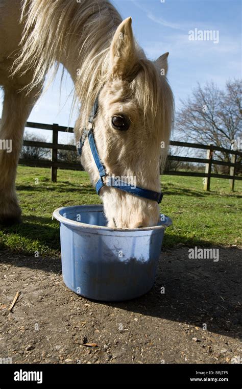 Horse feed bucket hi-res stock photography and images - Alamy