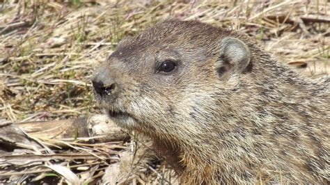 Groundhog Vs. Woodchuck | New England Lexicon - New England Today