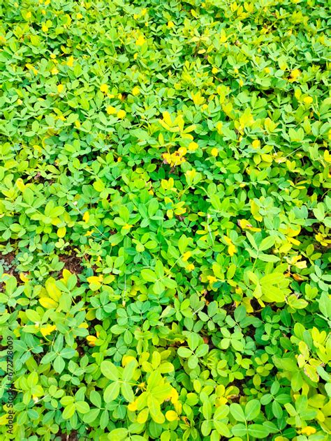 Arachis Pintoi Or Pinto Peanut Apart From Being Forage And Ornamental