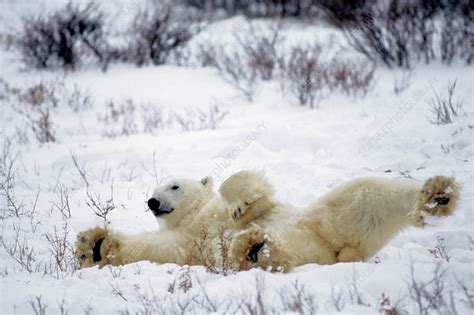 Polar Bear Stretching Stock Image C0143244 Science Photo Library