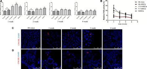 Frontiers Restoration Of Fviii Function And Phenotypic Rescue In