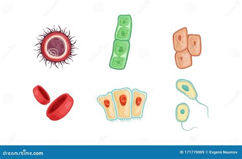 Different Human Cell Types Cartoon Vector | CartoonDealer.com #87374287