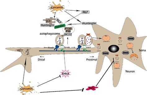 The Mechanism Of Curcumin Promoting Autophagic Flux In Ad First