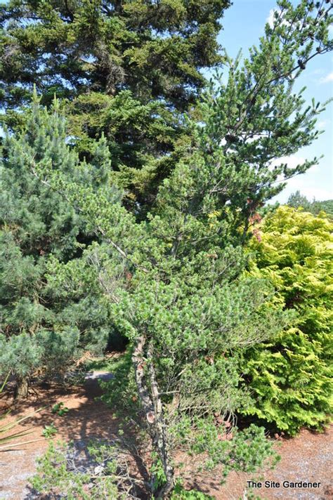 Pinus Parviflora Glauca Nana The Site Gardener