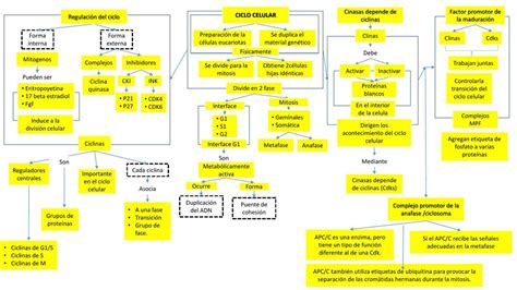 Mapa Conceptual Del Ciclo Celular Top Mapas Porn Sex Picture Sexiz Pix 136920 Hot Sex Picture