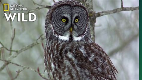 Owls Have Superior Senses | Nat Geo WILD - YouTube