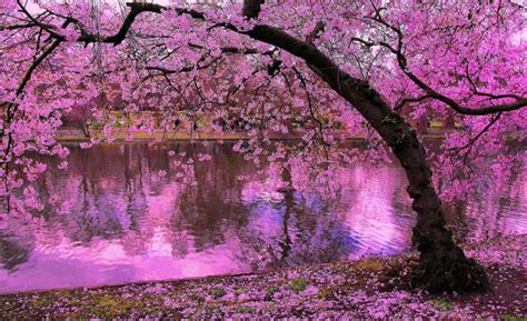 Image Result For Sakura Wallpaper Cherry Blossom Wallpaper Magical