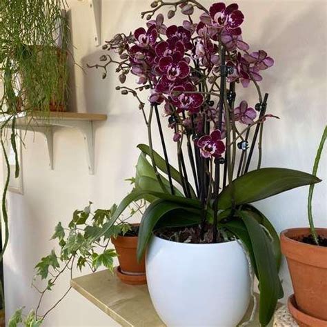 Orchideen kaufen Blühende Exoten mit langer Blühfreude Orchidée