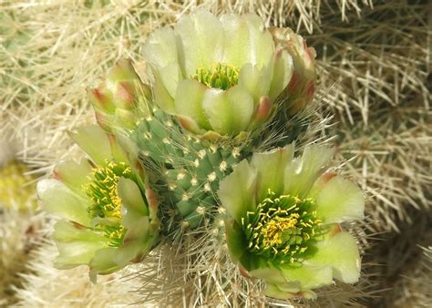 teddy bear cholla smithsonian photo contest smithsonian magazine