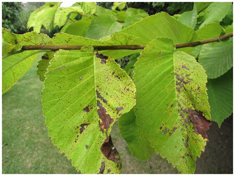 Elm Leaf Spot fungal disease