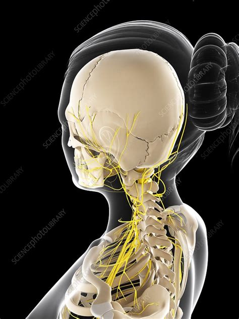 Female Nervous System Artwork Stock Image F006 7805 Science Photo Library