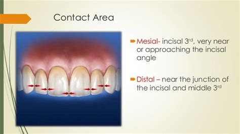 Maxillary central incisor (ORAL ANATOMY)