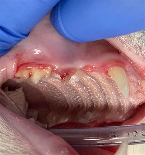 Feline Stomatitis And Tooth Resorption Veterinary Dental Care