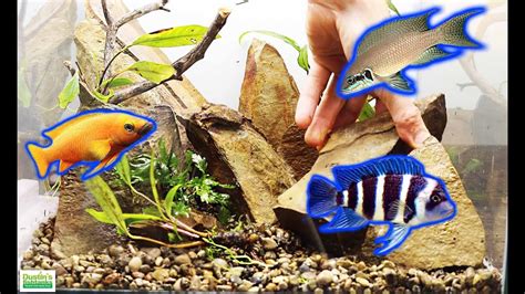 Cichlid Aquarium Decoration Ideas | Shelly Lighting